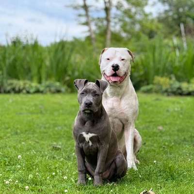 Hundetreffen-Trainingspartner Hundebegegnungen