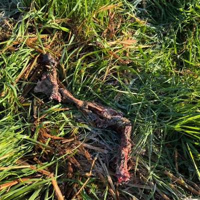 Giftköder-Totes Tier-Bild