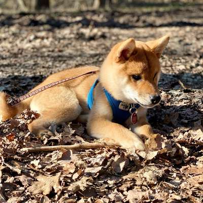 Hundetreffen-Welpenspielrunde / gemeinsame Gassirunden 🐶-Bild