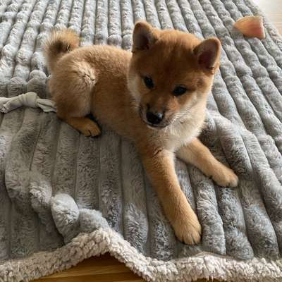 Hundetreffen-Welpenspielrunde-Bild