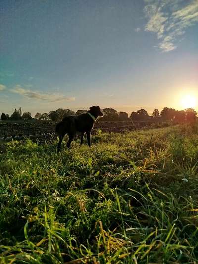 Unsere Fellnasen im Regenbogenland-Beitrag-Bild