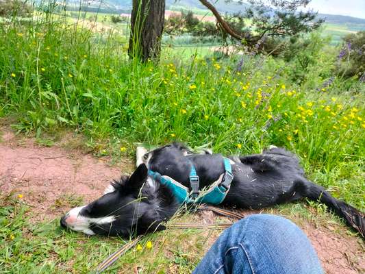Hundetreffen-Lola sucht Spielfreund, gerne auch f gemeinsame Spaziergänge-Bild