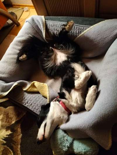 Dogorama Photo Challenge - Zeigt her eure Bäuche-Beitrag-Bild