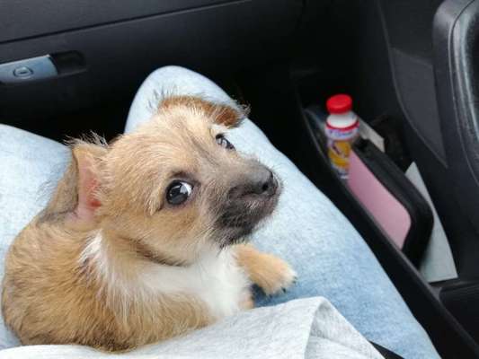 Welpen Bilder !-Beitrag-Bild