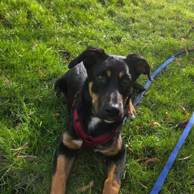 Hundetreffen-Freunde für Dana-Bild