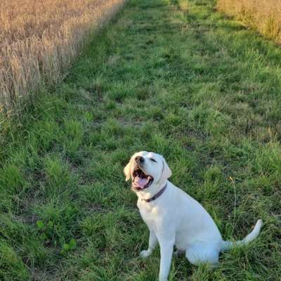 Hundetreffen-Sonntag Mittagsspaziergang-Bild