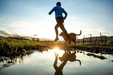 Hundetreffen-Joggen mit Hund-Bild