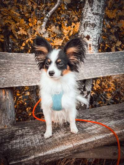 Wo sind die Papillon Besitzer?-Beitrag-Bild