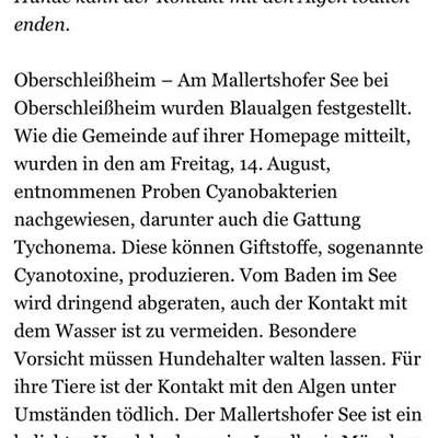 Giftköder-Blaualgen nachgewiesen-Bild