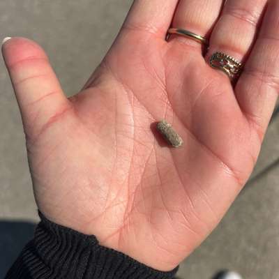 Giftköder-Dünger? Oder sowas...-Bild