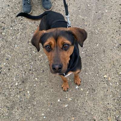 Hundetreffen-Spazieren & Trainieren-Bild