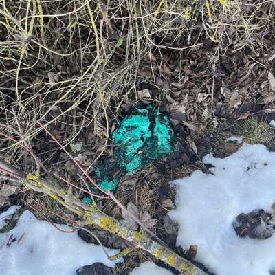 Giftköder-Wahrscheinlich Rattengift-Bild