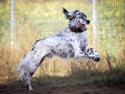 Englisch Setter?-Beitrag-Bild