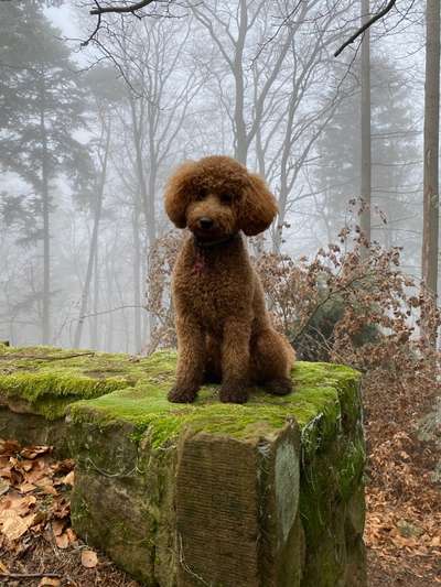 Alles rund um den Pudel-Beitrag-Bild