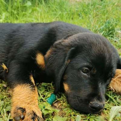 Hundetreffen-Lucky freut sich immer neue Hundekumpels kennenzulernen-Bild