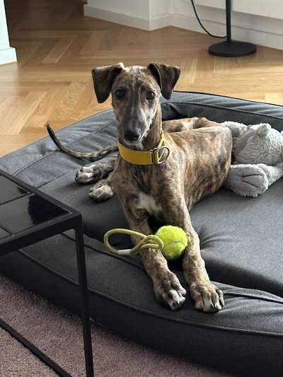 Windhunde - Treffen der besonderen Schönheiten
HERZLICH WILLKOMMEN-Beitrag-Bild