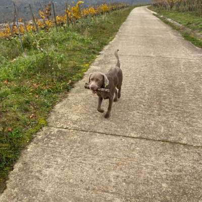 Hundetreffen-Spielen und Toben-Bild