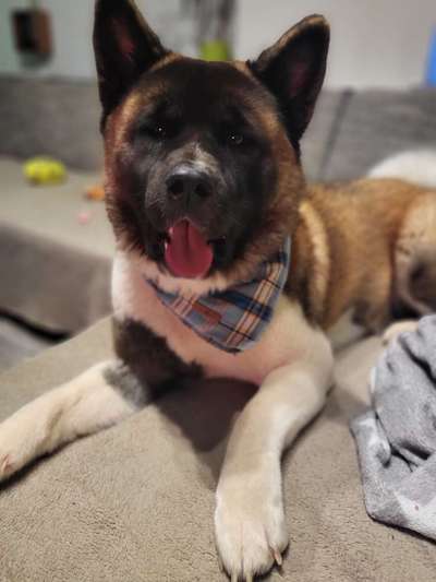 Fotochallenge Nr. 59 - Mein Hund zeigt die Zunge-Beitrag-Bild