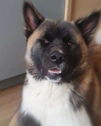 Akita Inu/American Akita (Mix) halter.-Beitrag-Bild