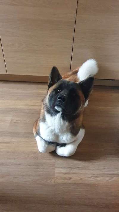 Nordische Hunde-Beitrag-Bild