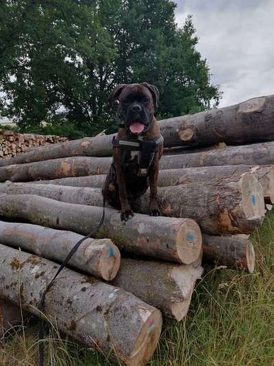 Wie heißt dein Hund?-Beitrag-Bild