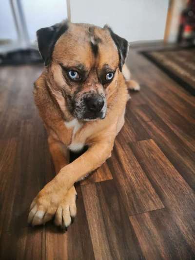 Mischlingshunde Foto Aufruf-Beitrag-Bild