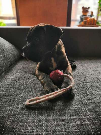 Welche Rasse? Und warum?-Beitrag-Bild