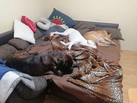 Gemeinsames Kuscheln im Bett!-Beitrag-Bild