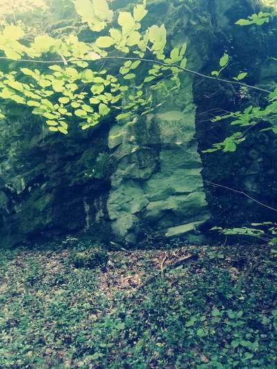 29. Collagen Challenge - Wandern mit Hund-Beitrag-Bild