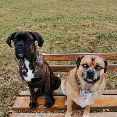 Die Dogorama Wochen Challenge "Friends will be Friends"-Beitrag-Bild