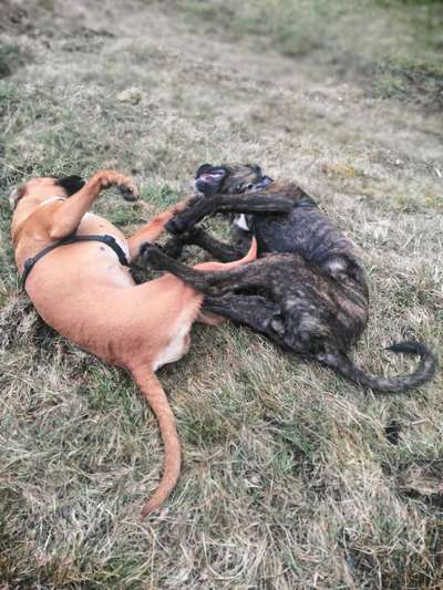 Bester Freund, Hundekumpel - zeigt her!-Beitrag-Bild