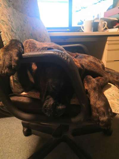 Hunde Memes-Beitrag-Bild