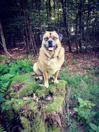 Dogorama Photo Challenge - Märchenwald-Beitrag-Bild