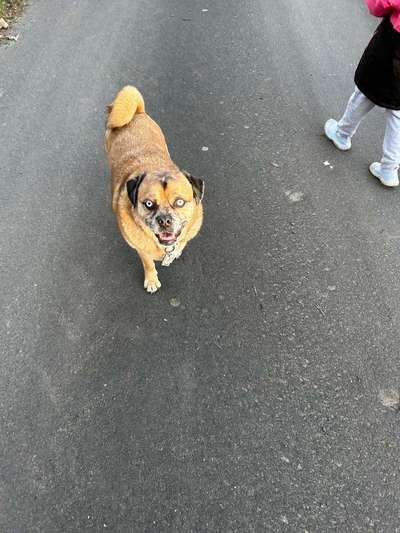 Mischlinge raten - Rätselspaß-Beitrag-Bild