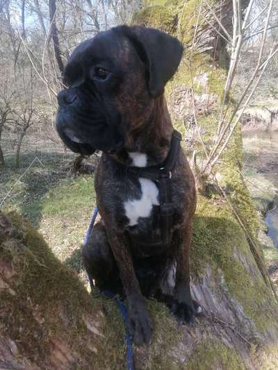 Reinrassige Hunde?-Beitrag-Bild