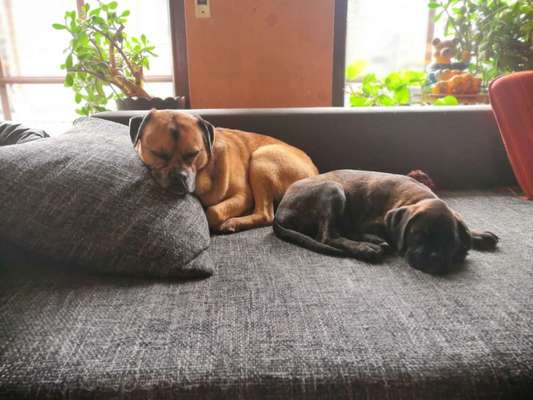 Bester Freund, Hundekumpel - zeigt her!-Beitrag-Bild