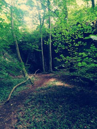 29. Collagen Challenge - Wandern mit Hund-Beitrag-Bild