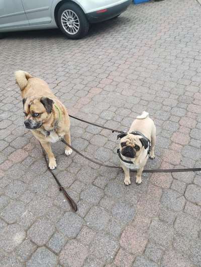 Dogorama Bekanntschaften/Freundschaften-Beitrag-Bild