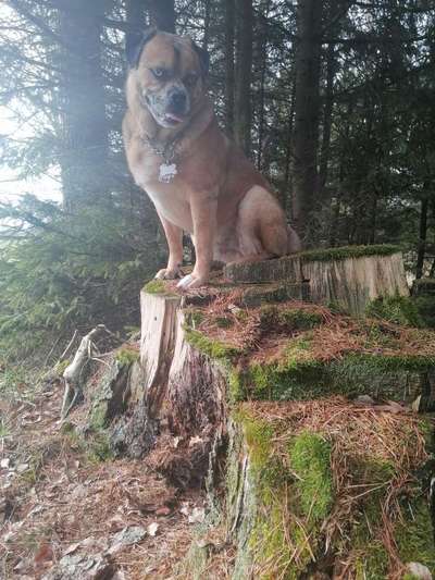 Mischlinge raten - Rätselspaß-Beitrag-Bild