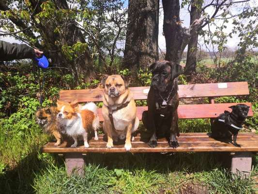 Foto Challenge 103    Hundefreundschaften-Beitrag-Bild