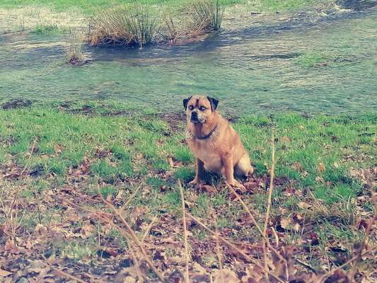 29. Collagen Challenge - Wandern mit Hund-Beitrag-Bild