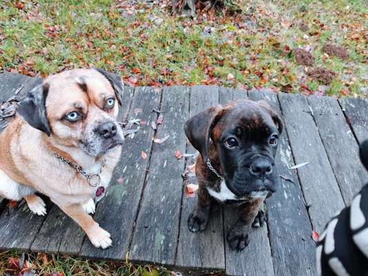 Welche Hunderasse-Beitrag-Bild