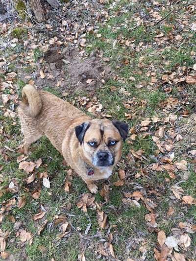 Mischlinge raten - Rätselspaß-Beitrag-Bild