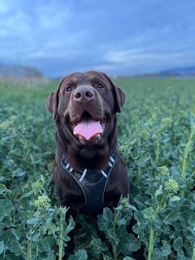 Labradorfans-Beitrag-Bild