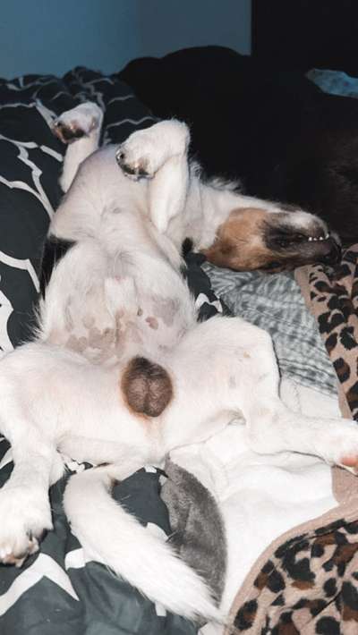 Darf der Hund bei Euch im Bett schlafen?-Beitrag-Bild