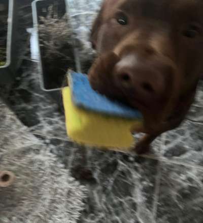 Dogorama Foto Challenge - Erwischt-Beitrag-Bild