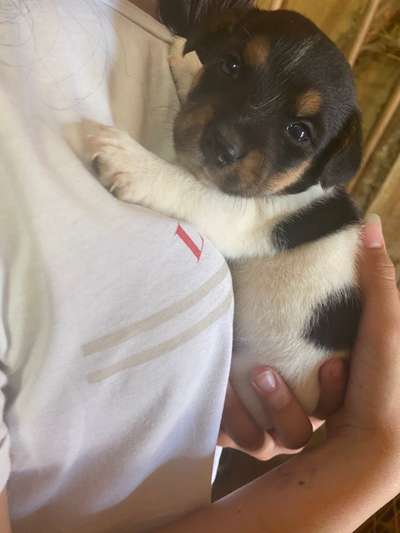 Welpen Bilder !-Beitrag-Bild