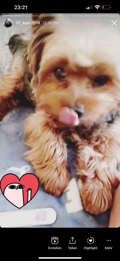 Unsere Fellnasen im Regenbogenland-Beitrag-Bild