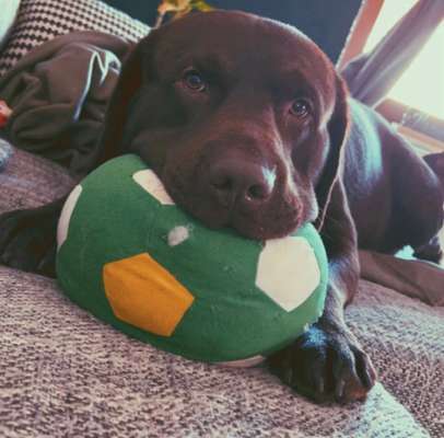 Euer Hund und sein Lieblingskuscheltier-Beitrag-Bild