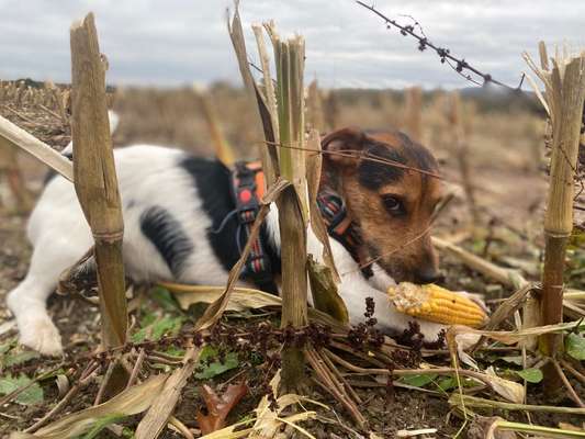 Herbst Bilder-Beitrag-Bild